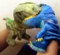 Preview: Handspielpuppe Tyranosaurus Rex  シ Handpuppe mit Klappmaul シ Grün